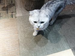 -众刺纹画·纹身·穿孔饰品·海娜定制