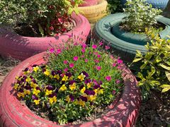 -田园东方蜜桃村的田野营地