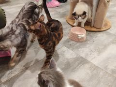 -楼上猫咖(罗湖店)
