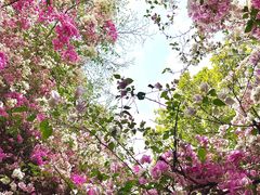 -深圳国际园林花卉博览园