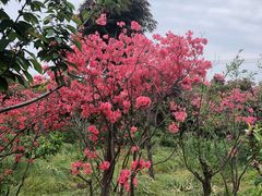 -南汇桃花村