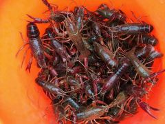 android_upload_pic-同銮特种养殖场·龙虾垂钓