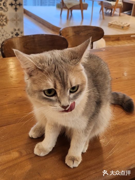 猫小主咖啡·猫咖cat cafe(福田店)图片