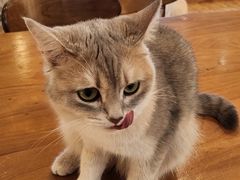 -猫小主咖啡·猫咖cat cafe(福田店)
