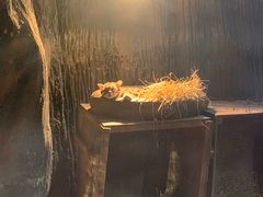 -清迈夜间动物园