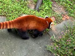 -都江堰中华大熊猫苑
