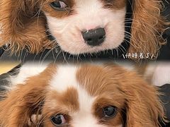 -有喵·猫咖·狗咖·40+猫狗有小奶狗(岗厦店)