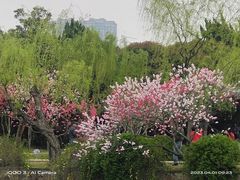 -无锡蠡湖国家湿地公园-蠡园