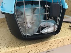 -伟伟宠物医院·瑞派猫友好医院·猫科(光谷店)