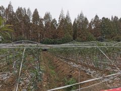 -武汉世外桃源农庄