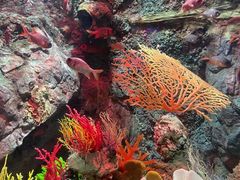 -太平洋海底世界