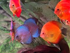 -上海海洋水族馆