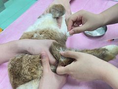 -北京观赏动物医院·24小时大型综合·猫专科·异宠专科
