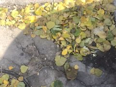-伊喜饺子·烤鸭(五道口学院路店)