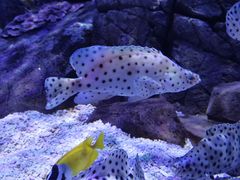 -成都浩海立方海洋公园