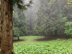 -武陵山森林公园