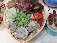-双季花艺园艺市场(浦东店)