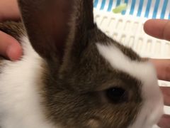 -藦茜花园宠物主题亲子互动体验馆(国顺东路店)