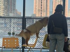 -怪兽屋·羊驼·猫咖·狗咖(俊华广场店)