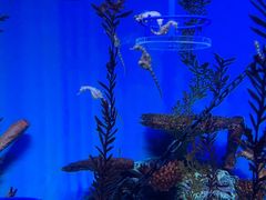 -上海海洋水族馆