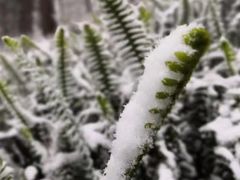 -南山植物园