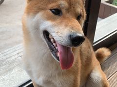 -啡语