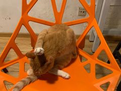 -Cappucimeow猫咪咖啡馆(韦伯时代店)