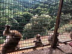 -岚山猴子公园