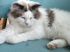 -这儿没有猫·猫咖萌宠馆·撸猫