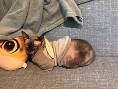 -李小姐の猫咖啡馆(五角场店)