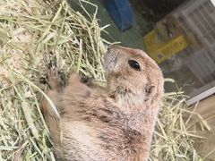 -藦茜花园宠物主题亲子互动体验馆(国顺东路店)