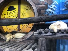 -海合安青岛极地海洋公园
