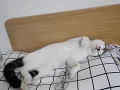-乐琪宠物医院·犬猫专科·骨外科·急重症