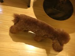 -犬也宠物造型(恒茂国际都会商业街店)