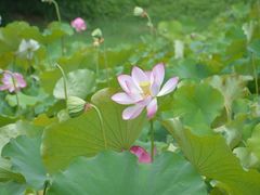 -贵阳市花溪国家城市湿地公园