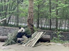 -都江堰中华大熊猫苑