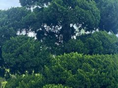 -贵州省植物园