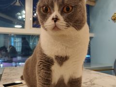 -遇见羊驼·奶狗咖·布偶猫咖·法斗柯基柴犬阿拉斯加(春熙路太古里IFS店)