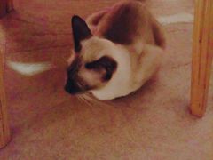 -猫咖时代(中山亭店)