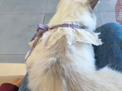 -怪兽屋·羊驼·猫咖·狗咖(俊华广场店)