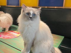 -喵喵咪呀布偶猫咖(春熙路店)
