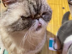 -猫色咖啡·猫咖