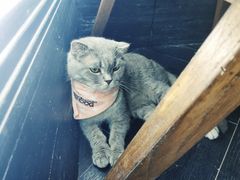 -猫色咖啡·猫咖