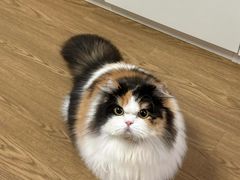 -山宅一喵德文卷毛猫舍