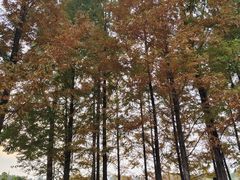 -白鹭湾湿地公园