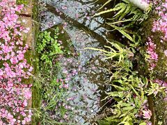 -香雪海
