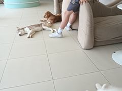 -怪兽屋·羊驼·猫咖·狗咖(俊华广场店)