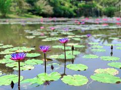 -中国科学院西双版纳热带植物园