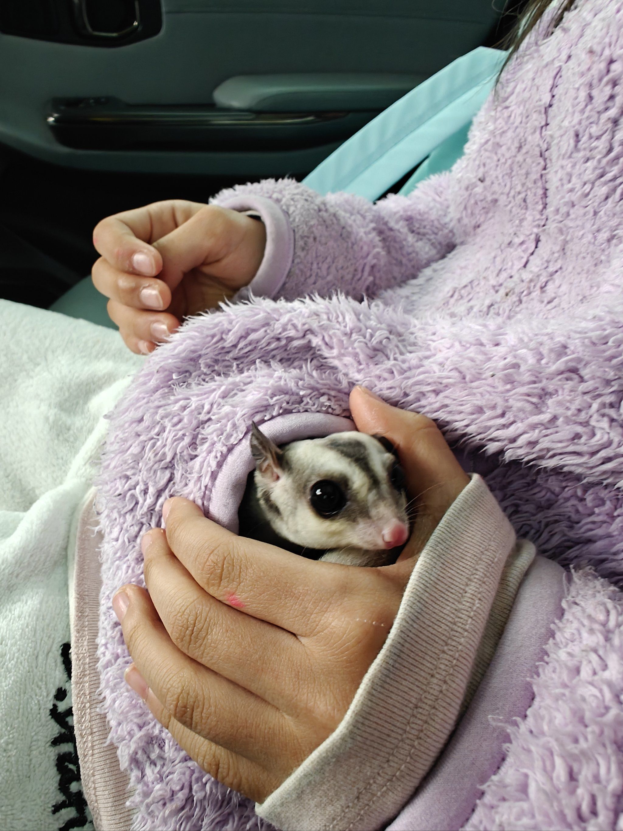 带上我家的蜜袋鼯一起出街拉