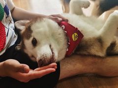 -Husky Go! 哈士奇体验馆·宠物咖啡厅狗咖